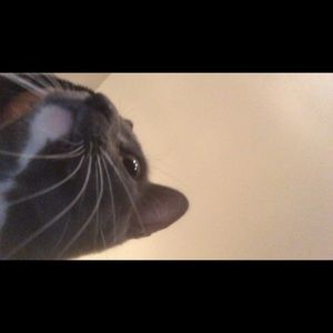 Meet your Posher, Zhu